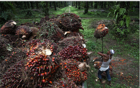 Palm oil processing machine