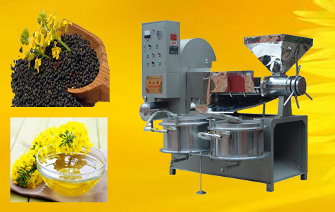 Canola oil cold press machine