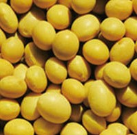 soybean