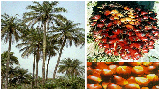 Palm oil industry in Africa