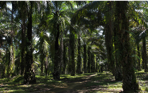 The way out for palm oil producers of Indonesia