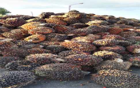 Information of palm oil tree plantation growth