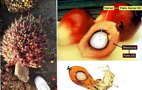 How to extract palm oilextract palm oil from palm fruit bunches from palm fruit ...