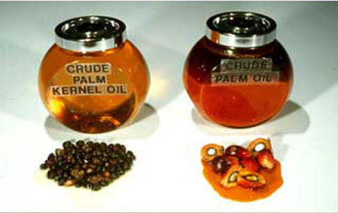 What are the differences between palm oil and palm kernel oil?