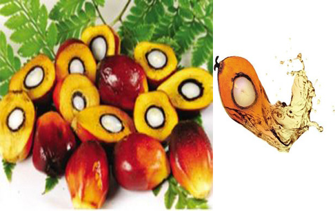 Does palm oil have minor components present?