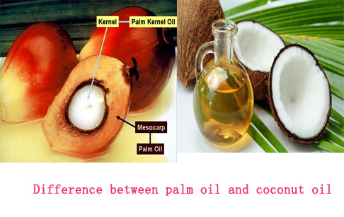 What is differ between palm oil and coconut oil?