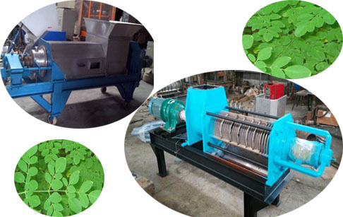 Screw squeezer machine for moringa leaf