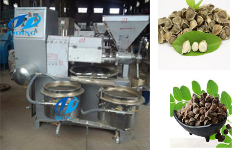 Moringa seed oil extraction machine