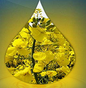 rapeseed oil
