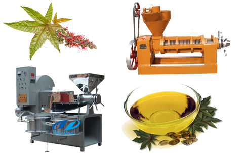 Everything about castor oil and castor oil extraction machine