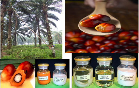 palm oil and palm kernel fruit