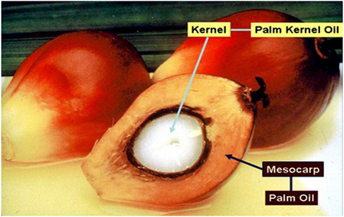 structure of oil palm