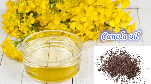 canola seeds and canola oil