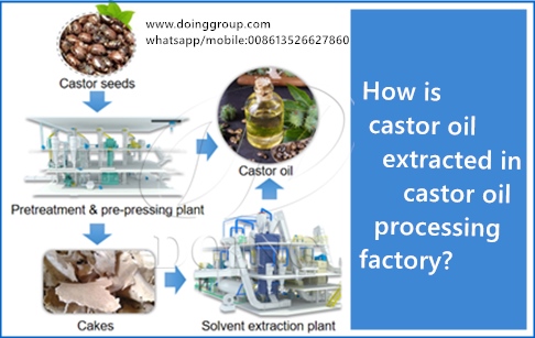 How is castor oil extracted in castor oil processing factory?