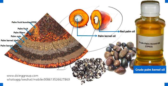 palm kernel oil