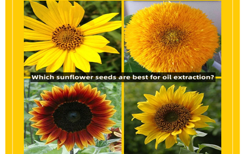 What kind of sunflower seeds are best for extracting sunflower oil?