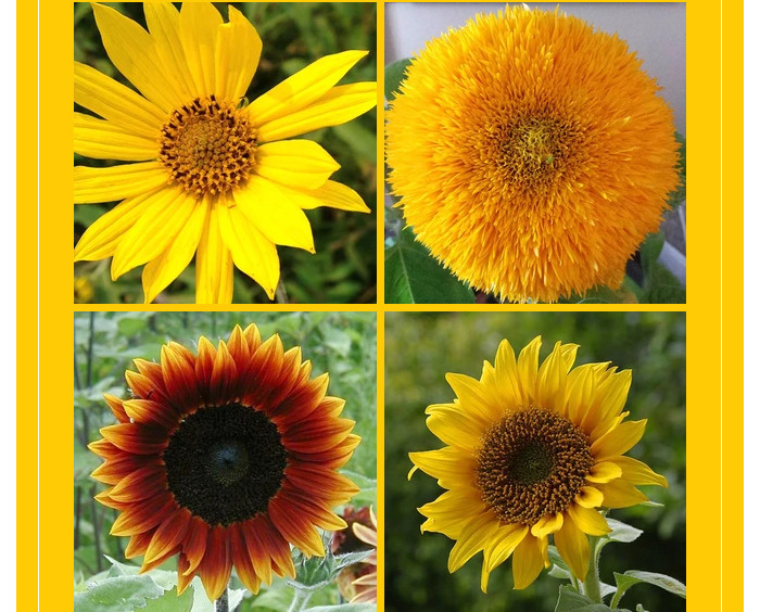 Different varieties of sunflower seeds.jpg