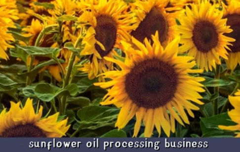 Is it profitable to start a sunflower oil extraction plant in Kenya?