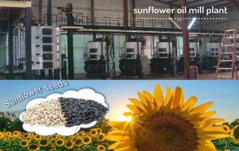 How much oil is extracted from 1ton of sunflower seeds?